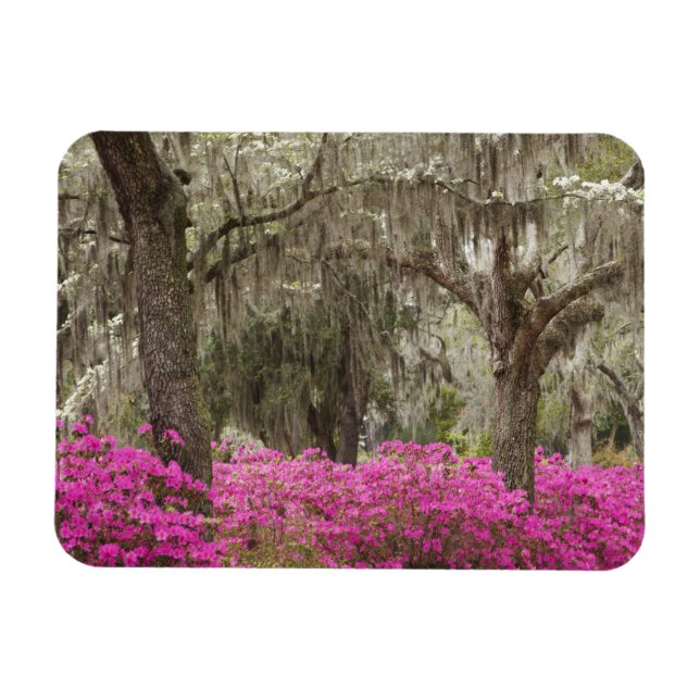 Ímã EUA, Geórgia, Savannah, Primavera no Histórico (Horizontal)