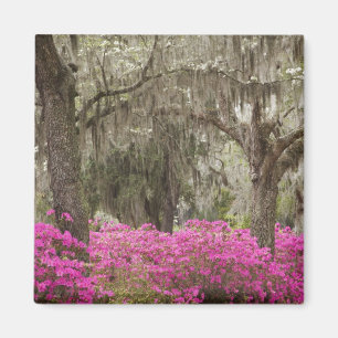 Imã EUA, Geórgia, Savannah, Primavera no Histórico