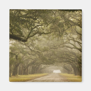 Imã EUA, Geórgia, Savannah, Uma entrada ladeada por ca