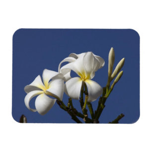 Ímã EUA, Havaí, Kauai, plumeria branca.