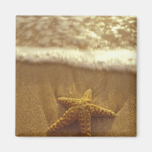 Imã EUA, Havaí, Maui, Maui, Kihei, Estrela-do-mar e