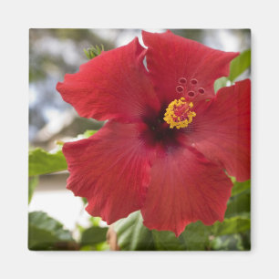 Imã EUA, Havaí, Oahu. O Hibisco é o