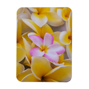 Ímã EUA, Havaí, Oahu, Plumeria floresce 1