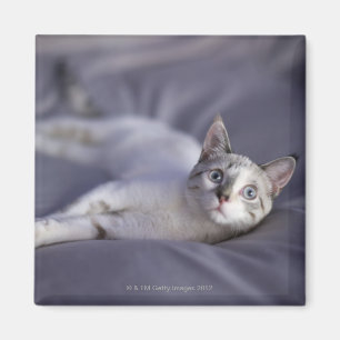 Imã EUA, Iowa, retrato do gatinho novo 2