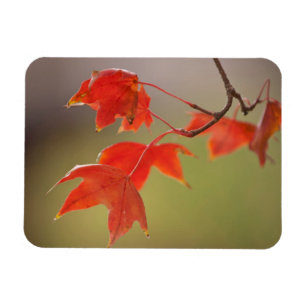 Ímã EUA, Kansas, Folhas Vermelhas Em Queda Inicial