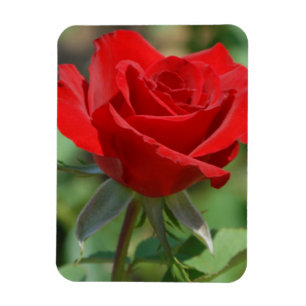 Ímã EUA, Kansas, Rosa Vermelha