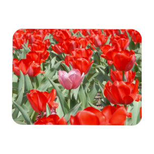 Ímã EUA, Kansas, Tulipas Vermelhas Com Uma Tulipa Rosa