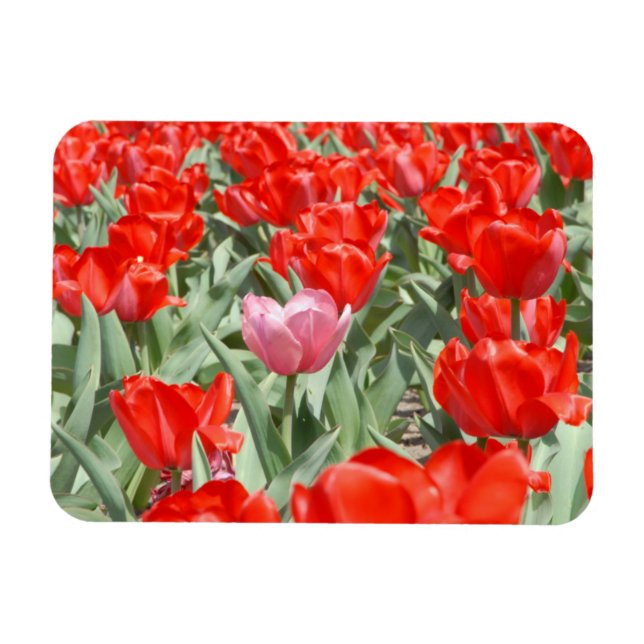 Ímã EUA, Kansas, Tulipas Vermelhas Com Uma Tulipa Rosa (Horizontal)