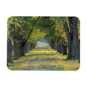 Ímã EUA, Kentucky, Louisville. Estrada arborizada em