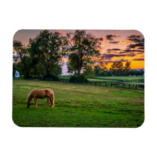 Ímã EUA, Lexington, Kentucky. Cavalo solitário ao pôr
