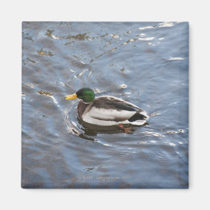 Imã EUA, Maine, Camden, pato do pato selvagem no lago