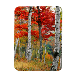 Ímã EUA, Maine, Lago Wyman. Floresta De Bétula