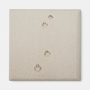 Imã EUA, Massachusetts, a trilha do cão na areia