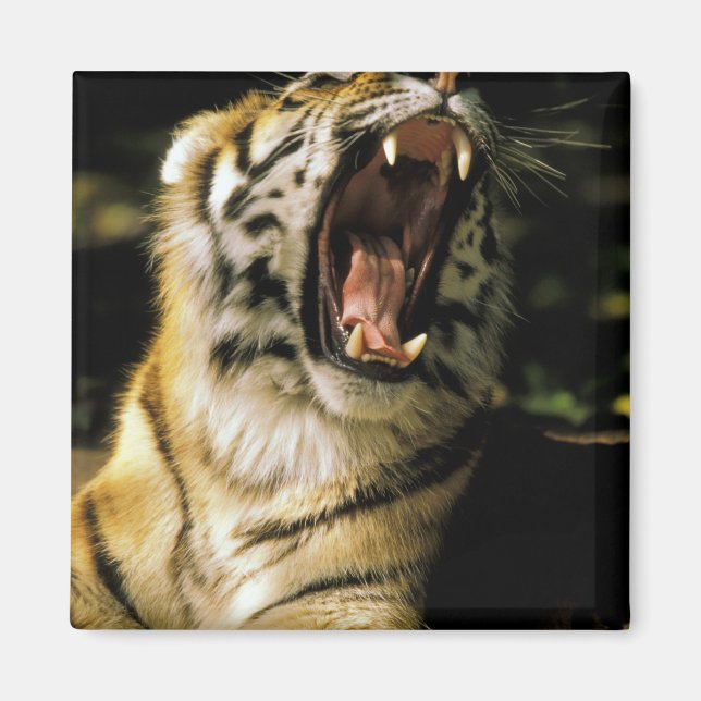 Imã EUA, Michigan, Detroit. Detroit Zoo, tigre 2 (Frente)