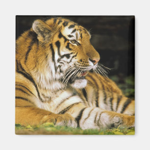 Imã EUA, Michigan, Detroit. Detroit Zoo, tigre em