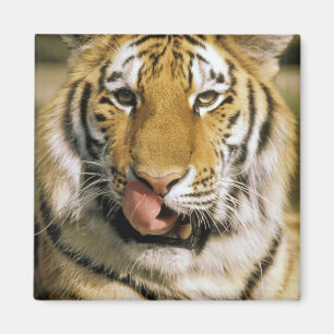 Imã EUA, Michigan, Detroit. Jardim zoológico de