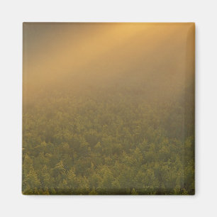 Imã EUA, Michigan, Prado de plantas de vara-de-ouro