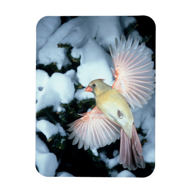 Ímã EUA, Minnesota, Mendota Heights, Cardinal feminino (Vertical)
