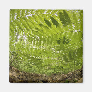 Imã EUA, Minnesota, North Shore Lake Superior,