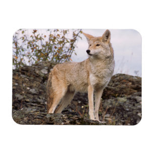 Ímã EUA, Montana, Kalispell. Coyote no Triple D