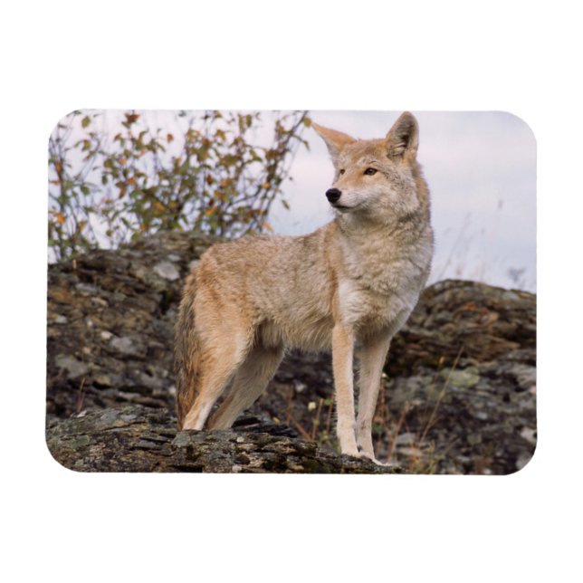 Ímã EUA, Montana, Kalispell. Coyote no Triple D (Horizontal)