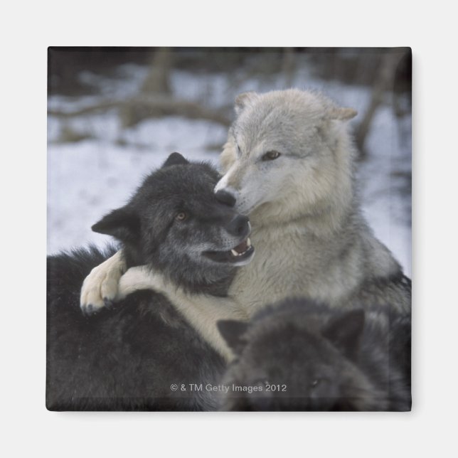 Imã EUA, Montana, Lobos jogando neve (Frente)