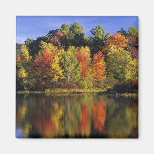 Imã EUA, New Hampshire, Moultonborough. Árvores em