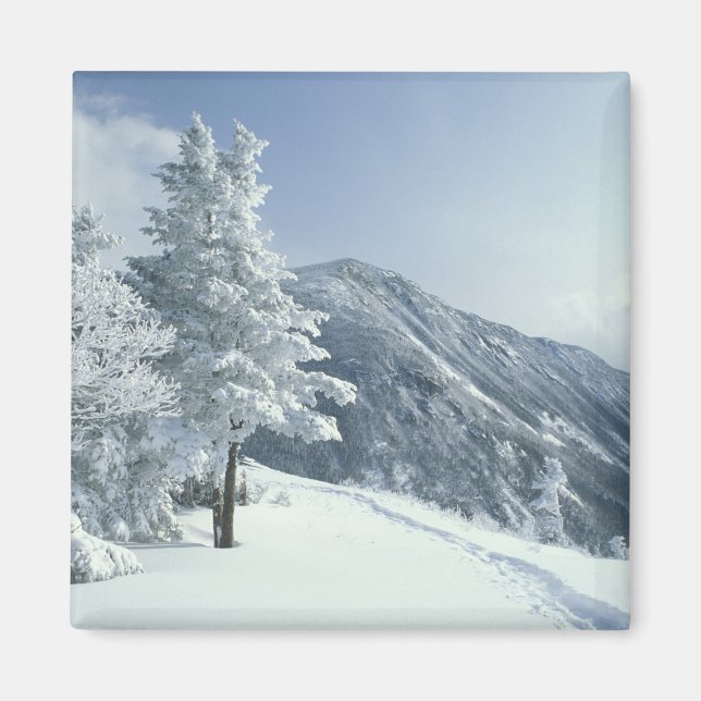 Imã EUA, NH, árvores cobertas de neve Trilhas Snoeshoe (Frente)
