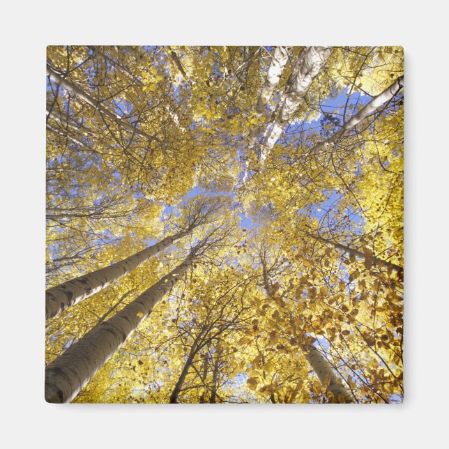 Imã EUA, Noroeste Pacífico. Árvores de Aspen no outono (Frente)