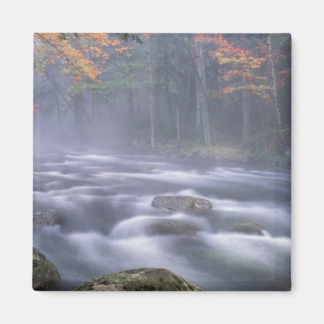 Imã EUA, Nova Iorque, Adirondacks, Rio Grande Moose (Frente)