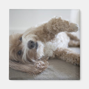 Imã EUA, Nova Iorque, Nova Iorque, Brooklyn, Cockapoo