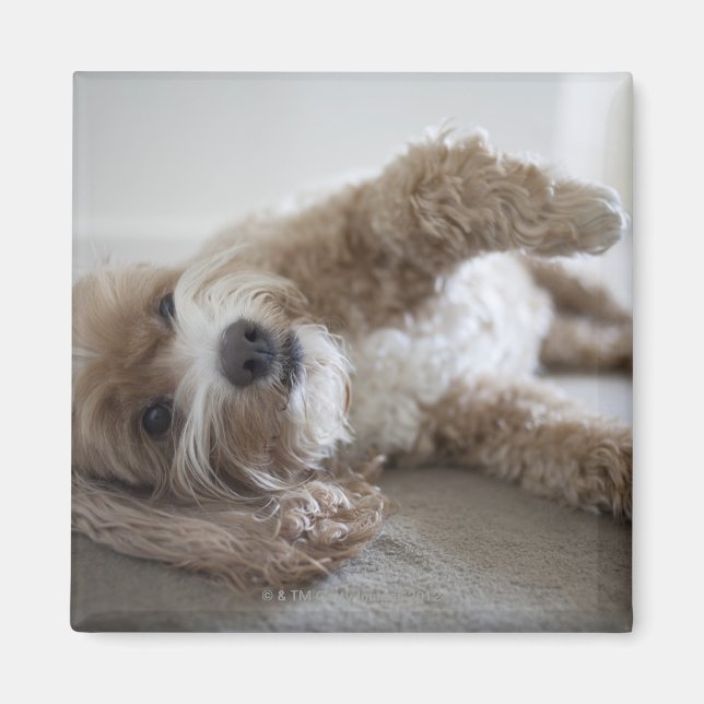 Imã EUA, Nova Iorque, Nova Iorque, Brooklyn, Cockapoo (Frente)