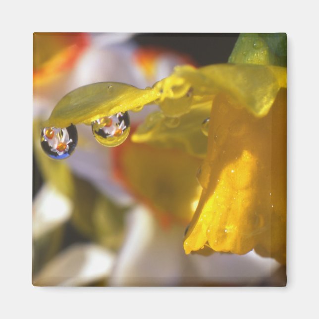 Imã EUA, Oregon, Condado de Multnomah, Fechamento de (Frente)