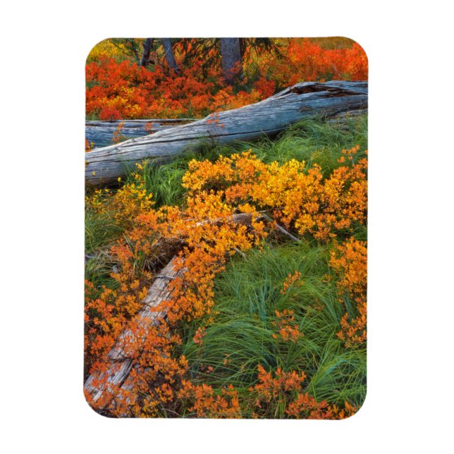 Ímã EUA, Oregon, Floresta Nacional Willamette (Vertical)