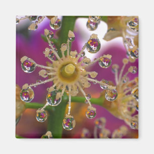 Imã EUA, Oregon, Portland. Flores de Cosmos refletem e