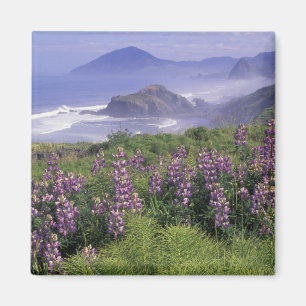 Imã EUA, Oregon, praia Nesika. Lupine e Oregon