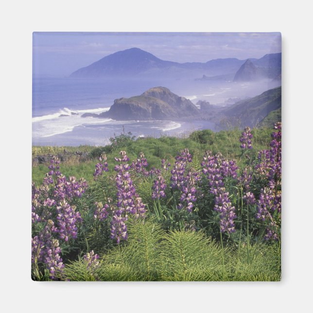 Imã EUA, Oregon, praia Nesika. Lupine e Oregon (Frente)
