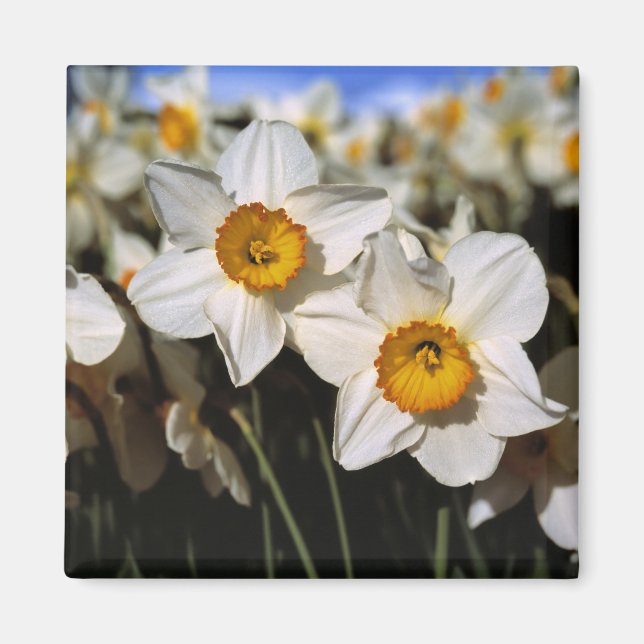 Imã EUA, Oregon, Vale de Willamette. Narcisos (Frente)