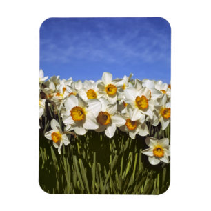 Ímã EUA, Oregon, Vale do Willamette. Narcisos crescem