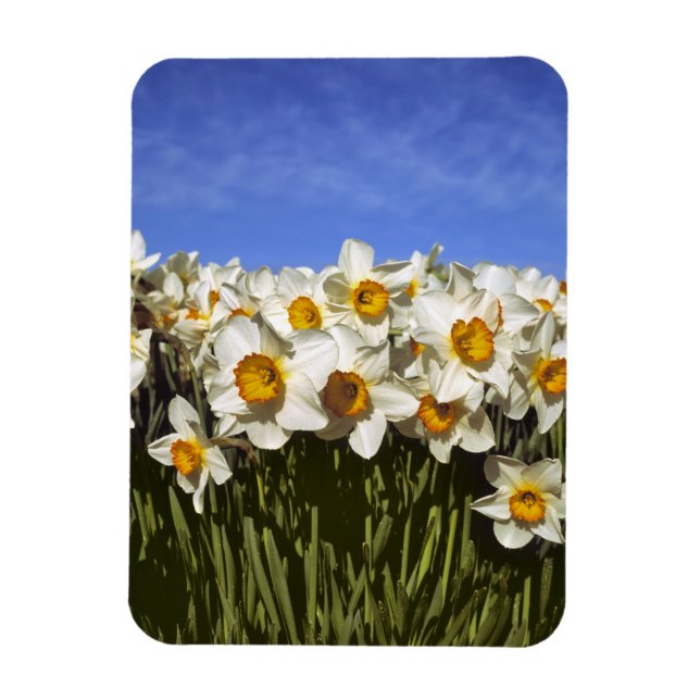 Ímã EUA, Oregon, Vale do Willamette. Narcisos crescem (Vertical)