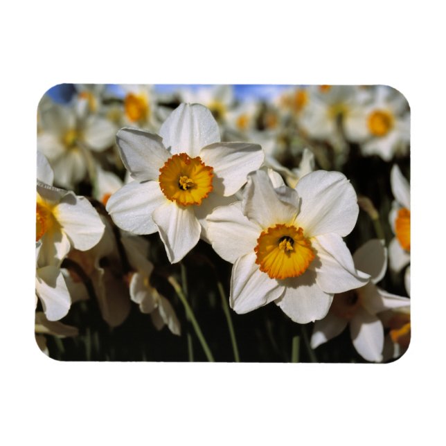 Ímã EUA, Oregon, Vale Willamette. Narcisos (Horizontal)