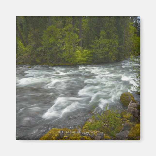 Imã EUA, Oregon, Visão Cênica do Rio Santiam (Frente)