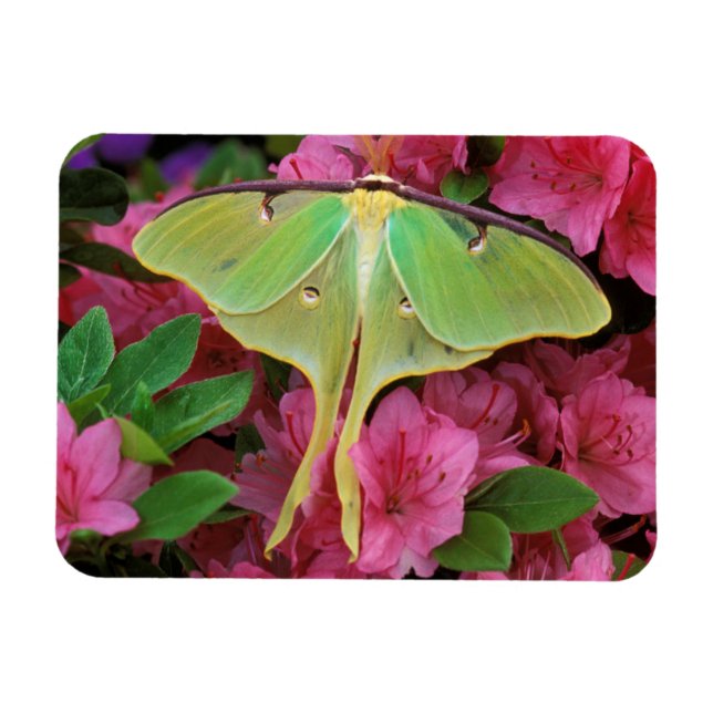 Ímã EUA, Pensilvânia. Luna moth em clematis rosa (Horizontal)