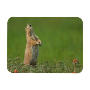 Ímã EUA, South Dakota, parque estadual de Custer