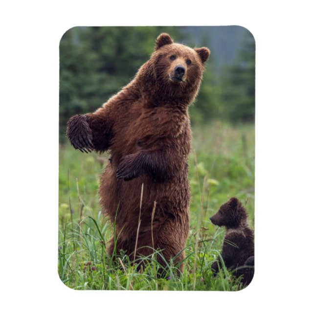 Ímã EUA, sudeste do Alasca, Urso Pardo e filhote (Vertical)