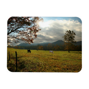 Ímã EUA, Tennessee. Cavalos no Vale de Cades Cove
