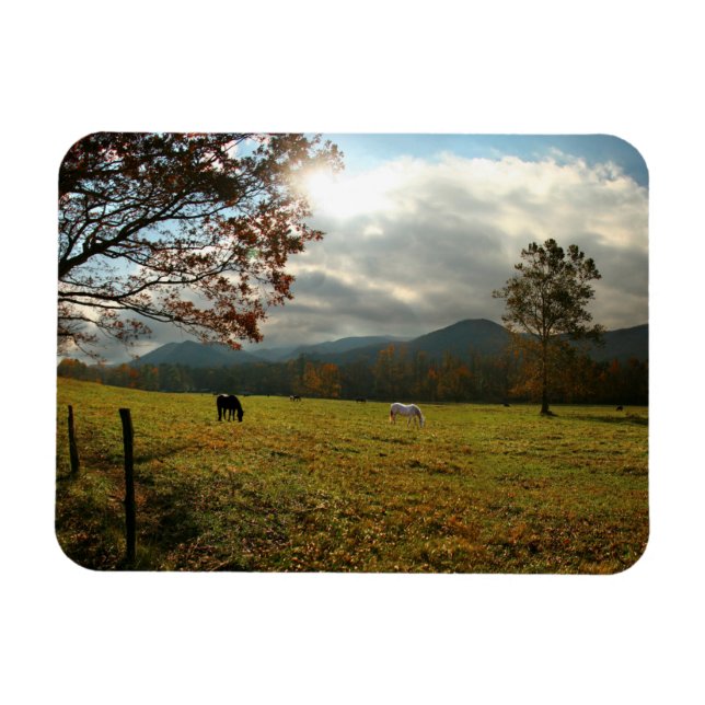 Ímã EUA, Tennessee. Cavalos no Vale de Cades Cove (Horizontal)