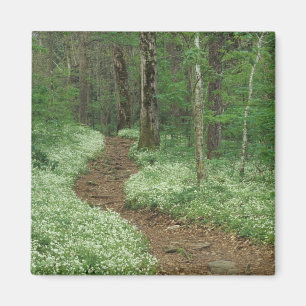 Imã EUA, Tennessee, Great Smoky Mountains NP, 3