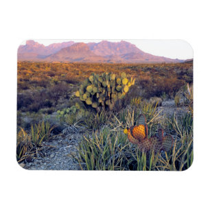 Ímã EUA, Texas, Big Bend NP. Um crepúsculo arenoso ros