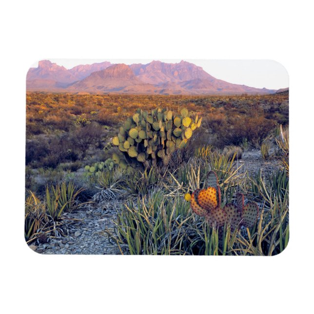 Ímã EUA, Texas, Big Bend NP. Um crepúsculo arenoso ros (Horizontal)